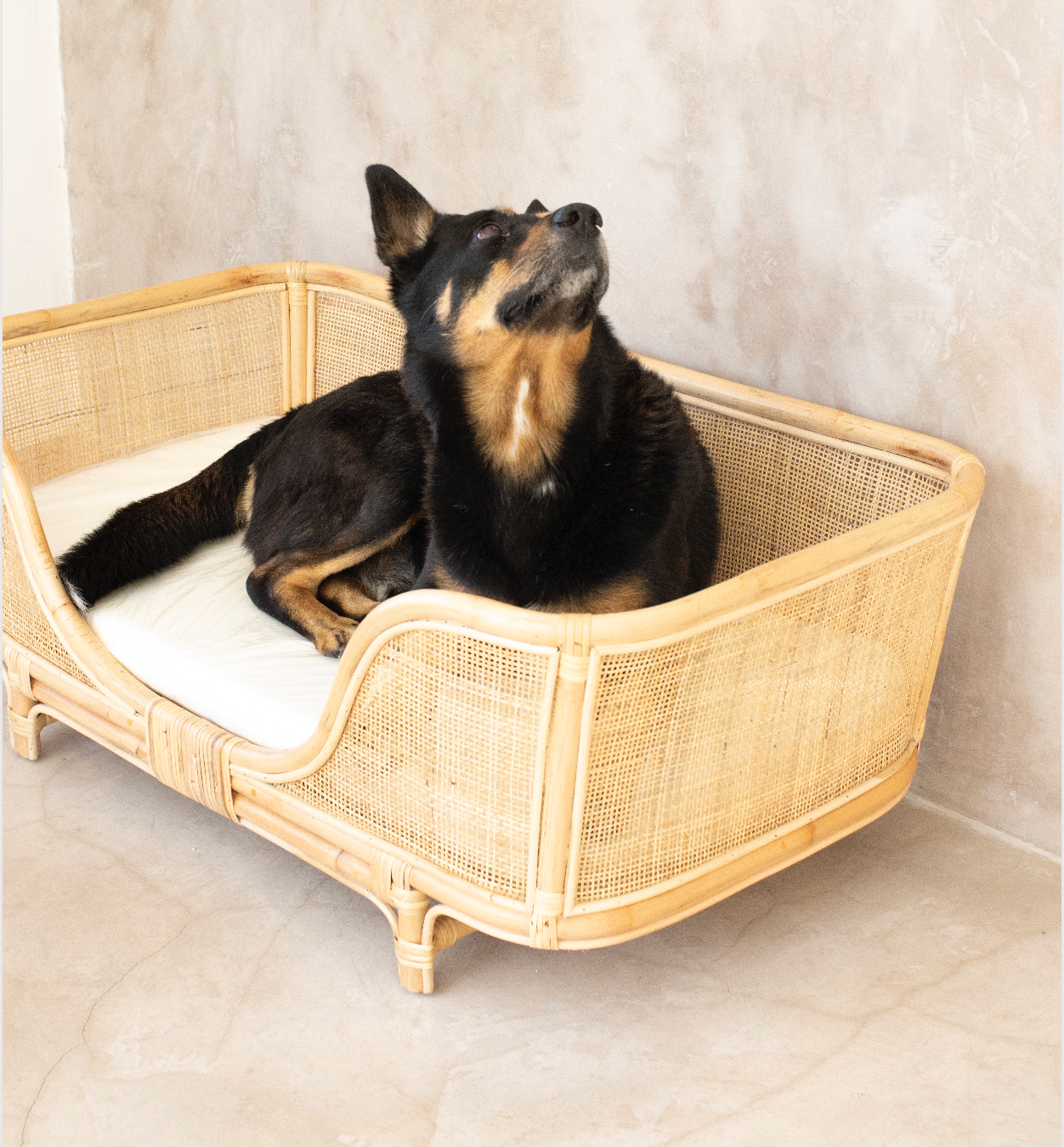 Cama Anjing